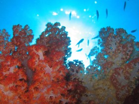 Dolphin Bay Divers Retreat