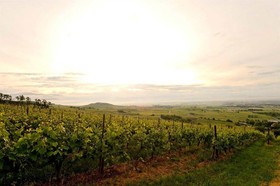 Le Clos Saint-Vincent