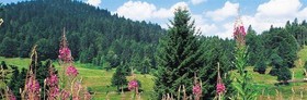 Les Jardins De Sophie