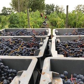 Clos Monicord