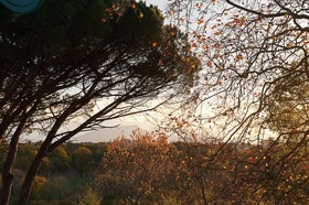 Iparra