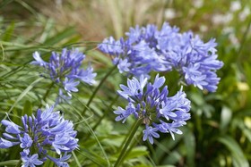 Le Village Cancalais