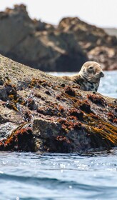 Les Villas D'onalou Kergastel