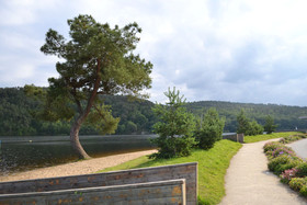 L'Araucaria