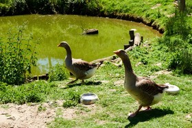 Le Grand Bois