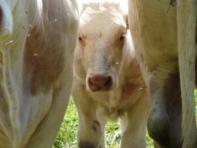 La Chouette