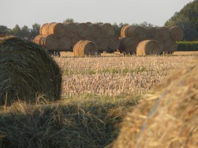 La Chouette