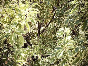 Les Oliviers de Palombaggia