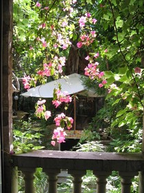 Le Windsor, Jungle Art Hotel