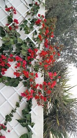 Auberge du Chardon Bleu