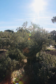 Le Mas du Soleil
