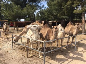 Camping Marina Plage