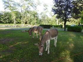 Camping Le Saillet