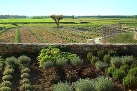 Entre Vigne et Garrigue
