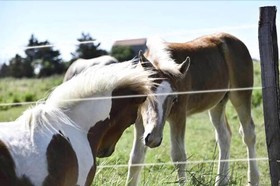 Mas Trinita-Gite Equestre En Camargue