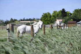 Mas Trinita-Gite Equestre En Camargue
