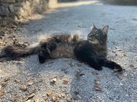 La Canopée Private Lodge