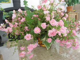 Couleur Nature Cevennes