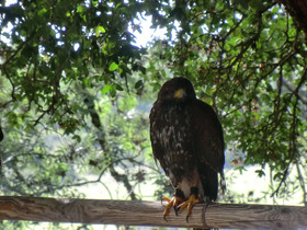 Domaine d’Alcapiès