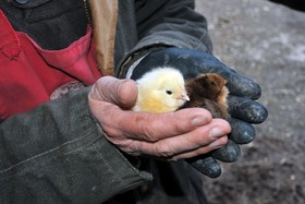 La Ferme De Flo