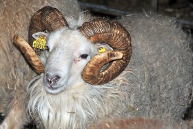 La Ferme De Flo