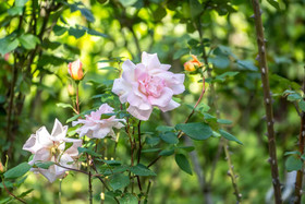 Le Manoir de Montecler