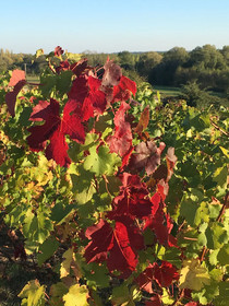 Les Camelias Des Demoiselles De Pallus