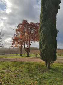 Les Camelias Des Demoiselles De Pallus