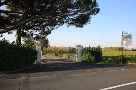 Les Camelias Des Demoiselles De Pallus