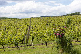 Les Camelias Des Demoiselles De Pallus