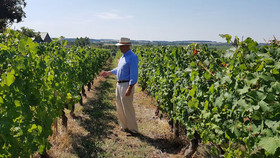 Les Camelias Des Demoiselles De Pallus