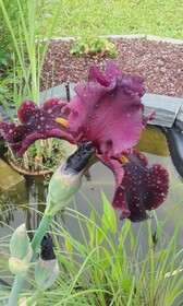 Chambre D'hotes Les Paturelles