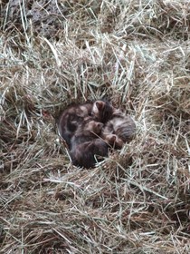 Les Chambres De La Belle Etoile