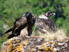 Gîtes Castel De Cantobre - Le Griffon