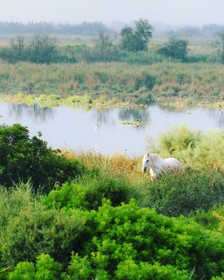 Mas Du Couvin - Maison D'hotes Camargue