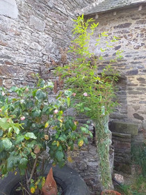 La Petite Houssaye