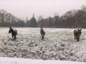 Chateau de l'Oiseliniere
