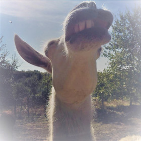 Loire Valley Llama Farm Stay