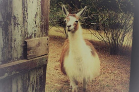Loire Valley Llama Farm Stay