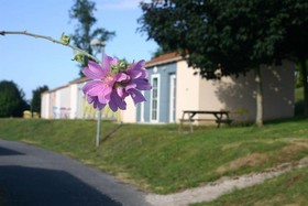 Adonis Les Epesses by Olydea