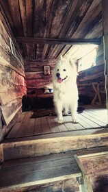 La Cabane Aux Loups