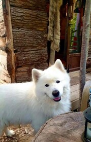 La Cabane Aux Loups