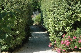 La Tulipe Périgourdine