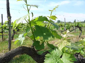 Domaine De Fonroques