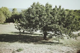 Domaine de Carraire