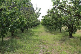 Mas des Cerisiers