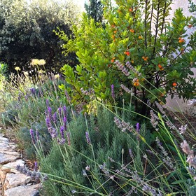 Les Petits Gardons