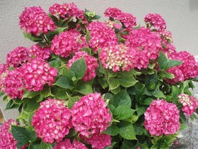 Il Girasole Cavaillon