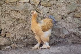 Aux Oiseaux De Provence