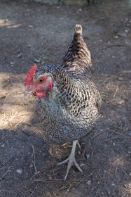 Aux Oiseaux De Provence